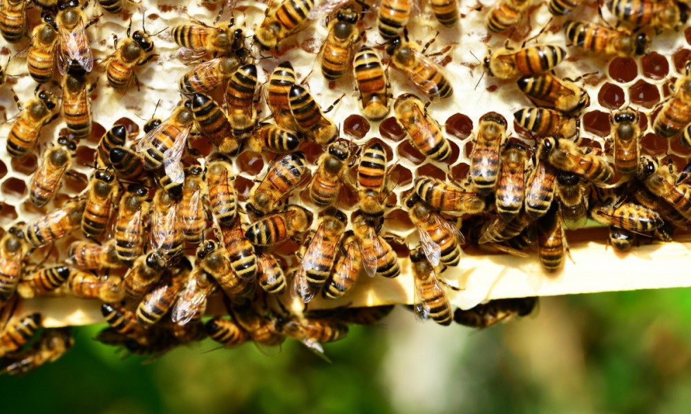 honey bees 401238 1920
